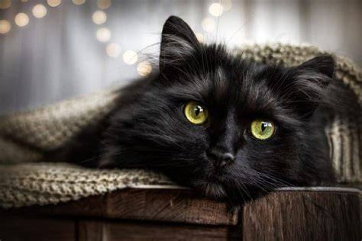 Are black cats the sweetest?