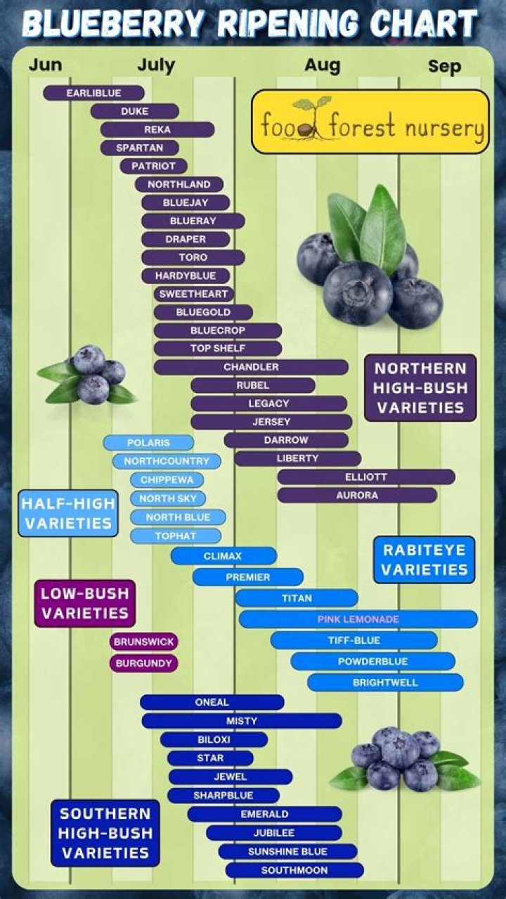 Are blueberries red or blue?