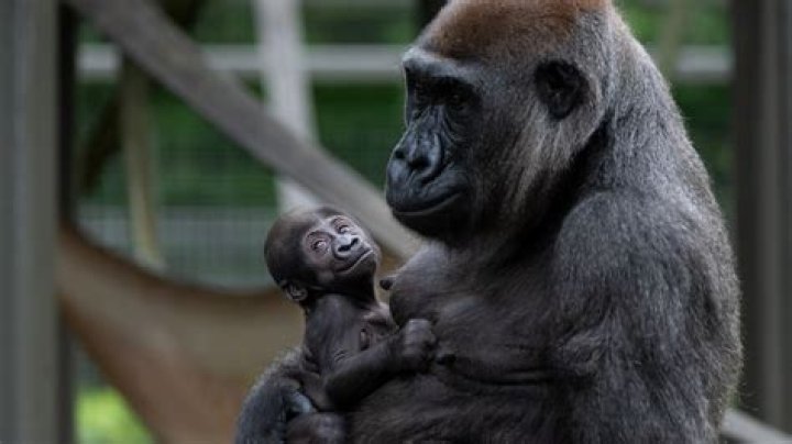 Are gorillas loyal?