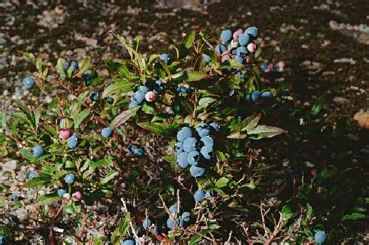 Are grass clippings good for blueberries?