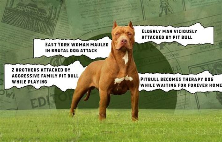 Are GREY pitbulls aggressive?