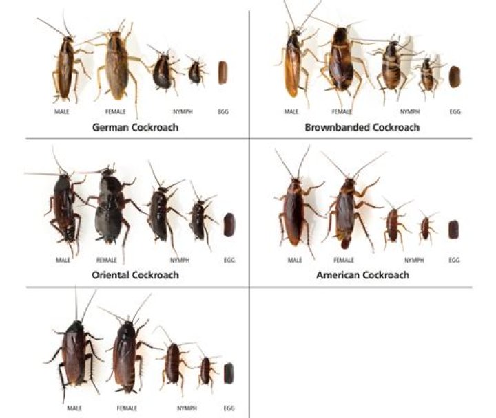 Are roaches white when born?