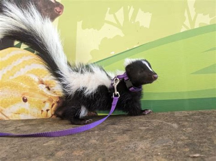 Are skunk pelts worth anything?