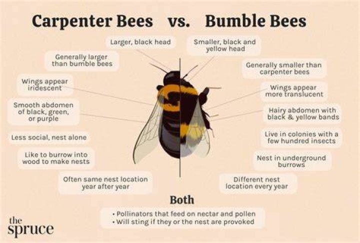 Are wood bees and carpenter bees the same?