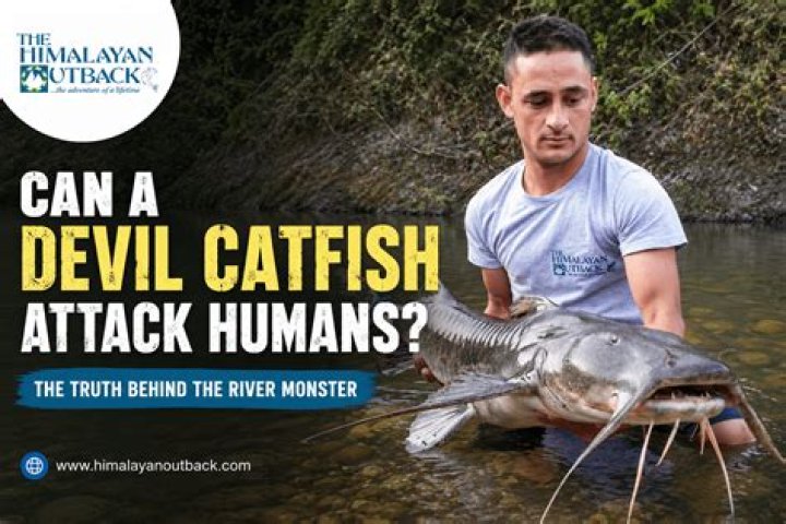 Can catfish harm humans?