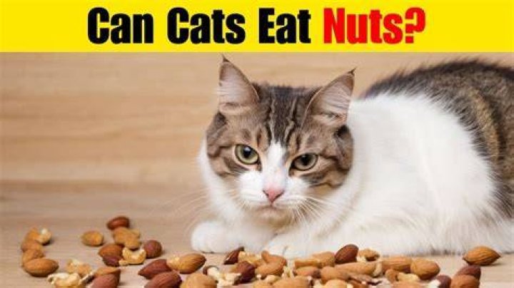 Can cats eat nuts?