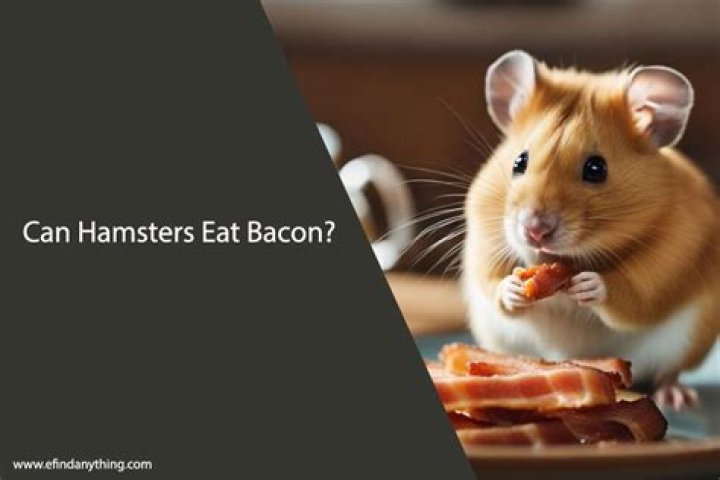 Can hamsters eat bacon?