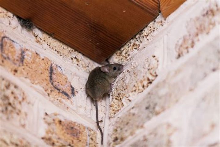 Can mice climb up toilets?