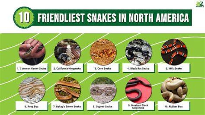 Can you cuddle a snake?