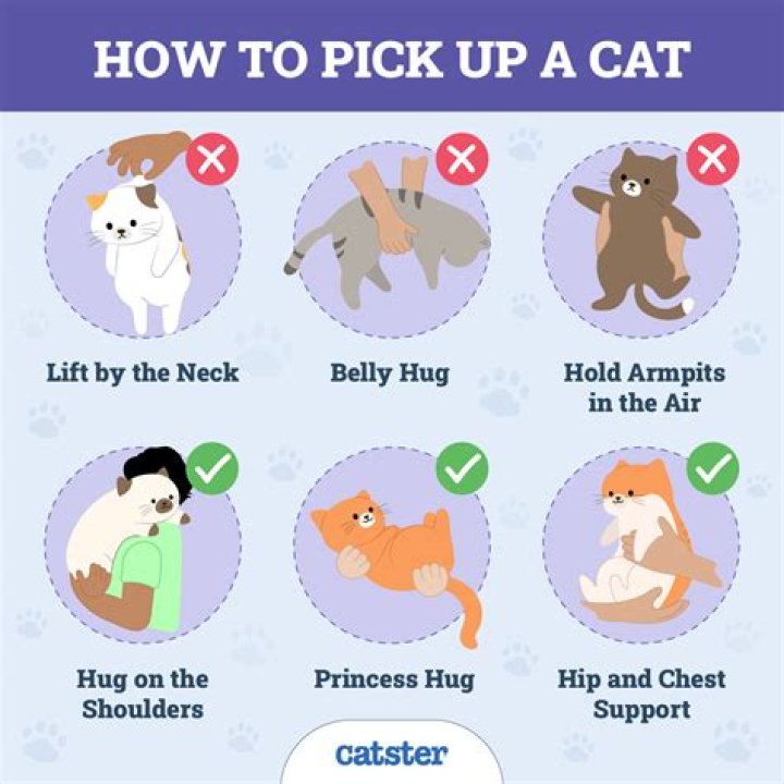 Do cats like to be pat on the back?