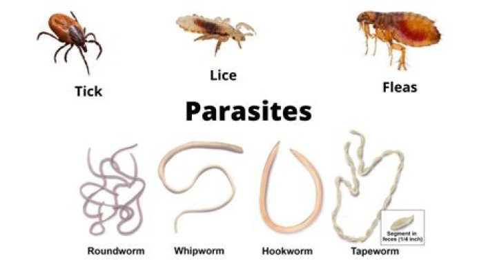 Do crab legs have parasites?