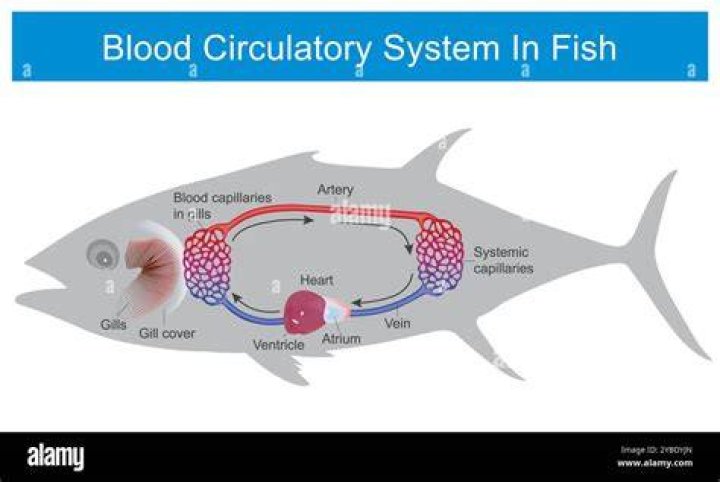 Do fishes blood?