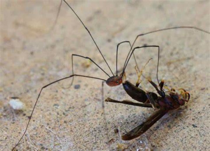 Do granddaddy long legs fight?
