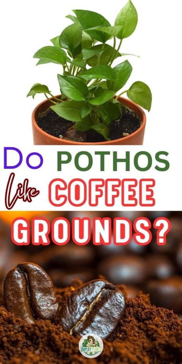 Do pothos like coffee grounds?