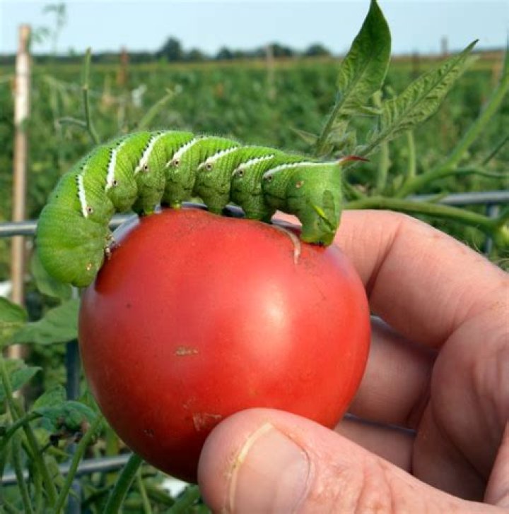 Do tomato hornworms turn into butterflies?