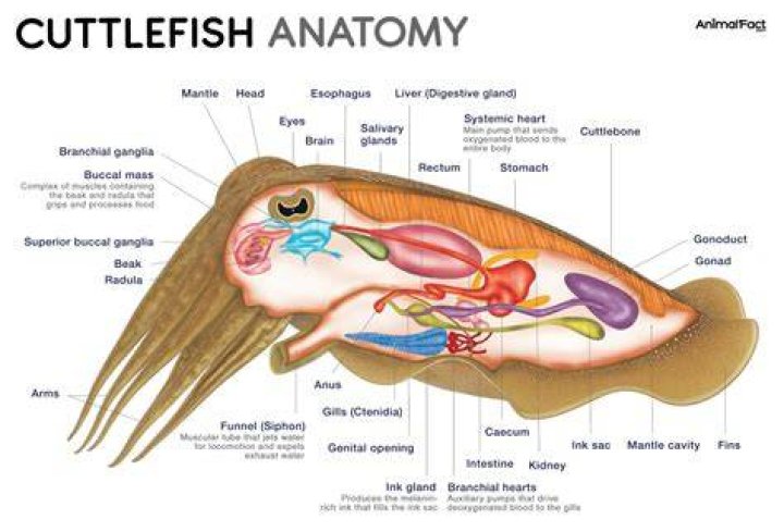 Does cuttlebone expire?