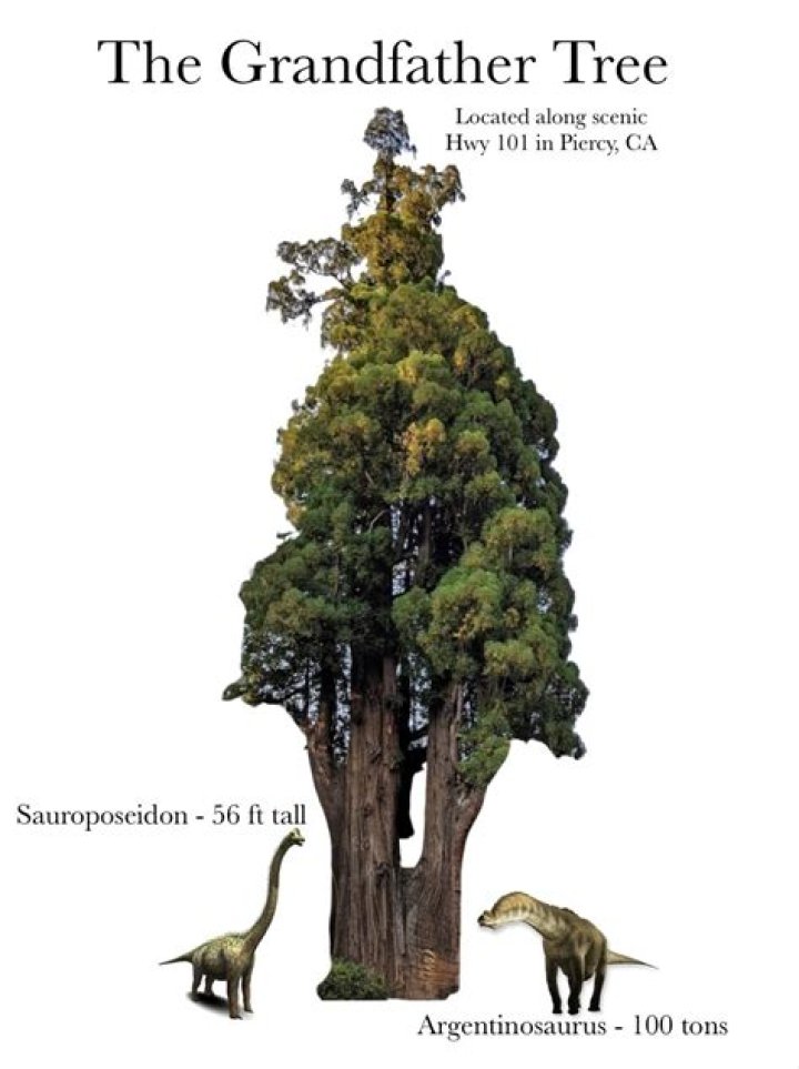 How big were trees in the Jurassic period?