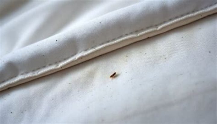How do I know if my bed has fleas?
