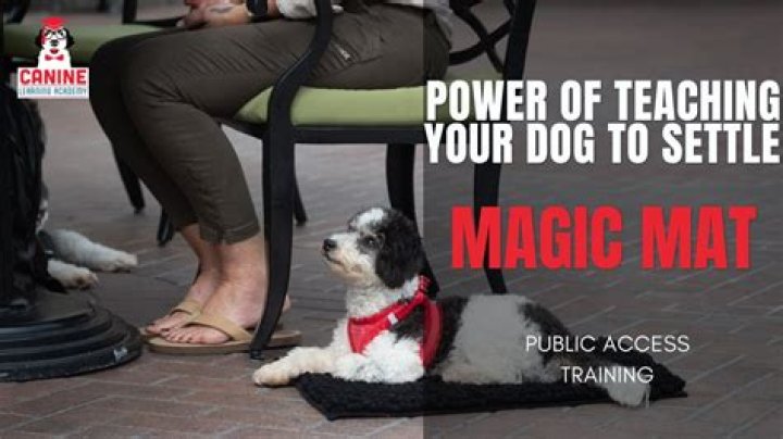 How do I train my dog to be calm in public?