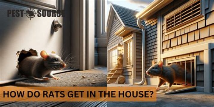 How do rats get in your house?