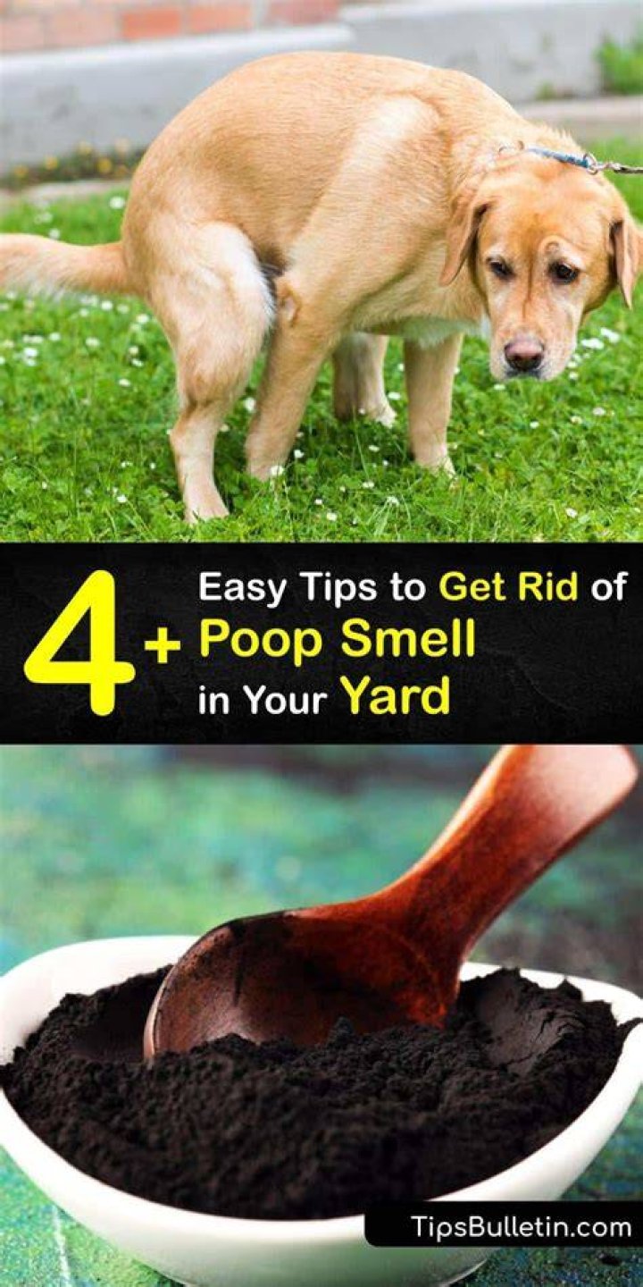 How do you get rid of human poop smell?