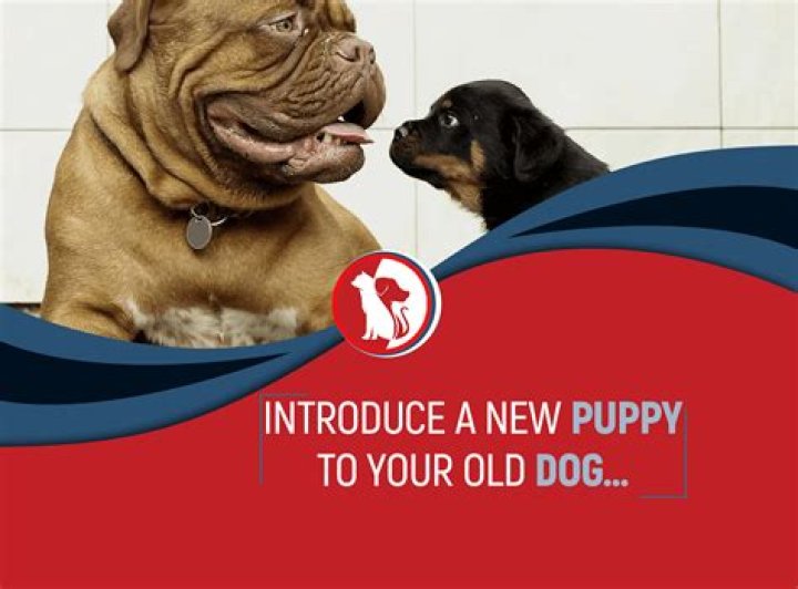 How do you introduce a puppy to older dogs?