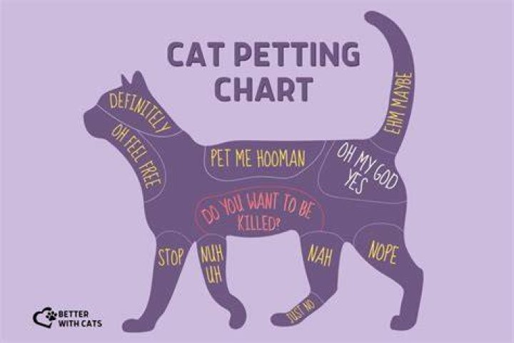 How do you pet a kitten?