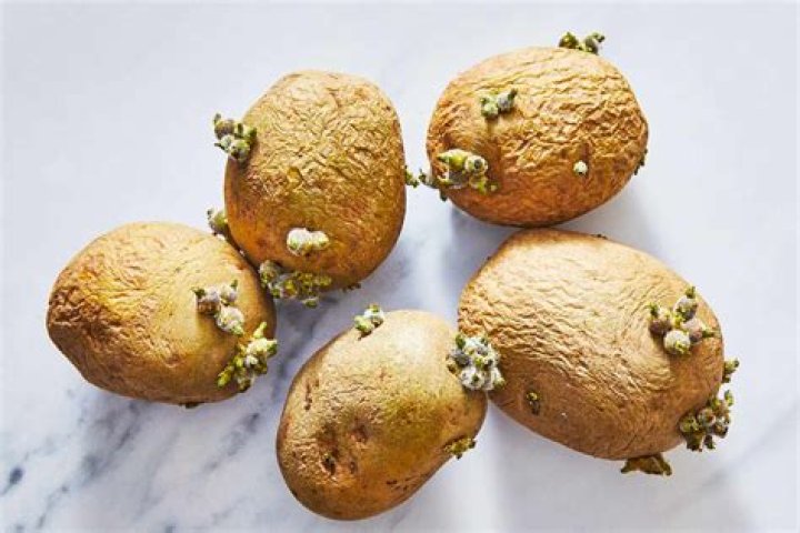 How do you store potato pearls?