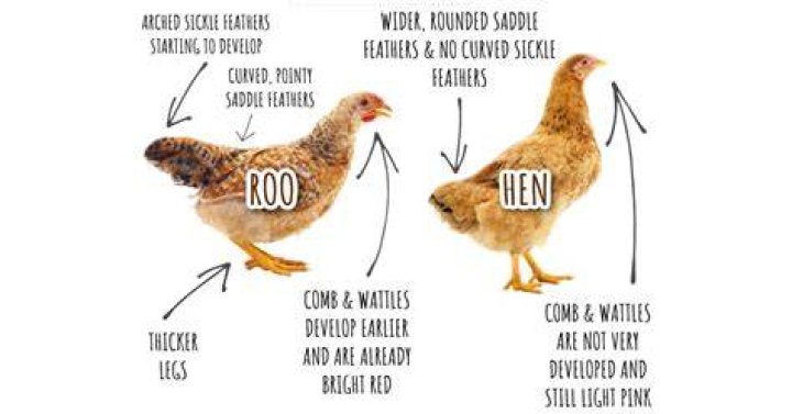 How do you tell if your chicken loves you?