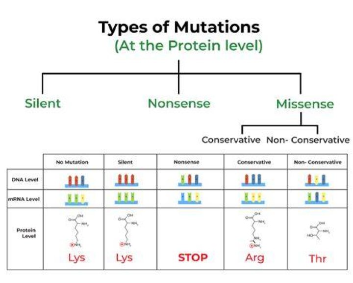 How does point mutation affect the protein?
