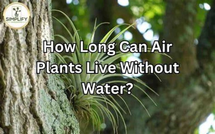 How long can they live without water?