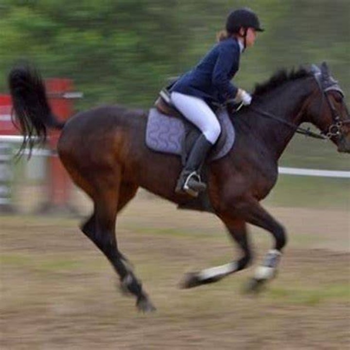How long can you run a horse at full gallop?