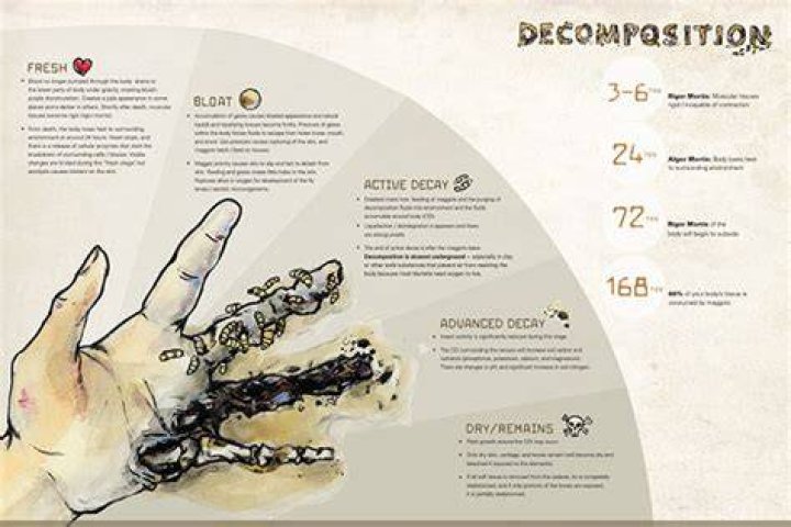How long does it take a human to decompose in a coffin?