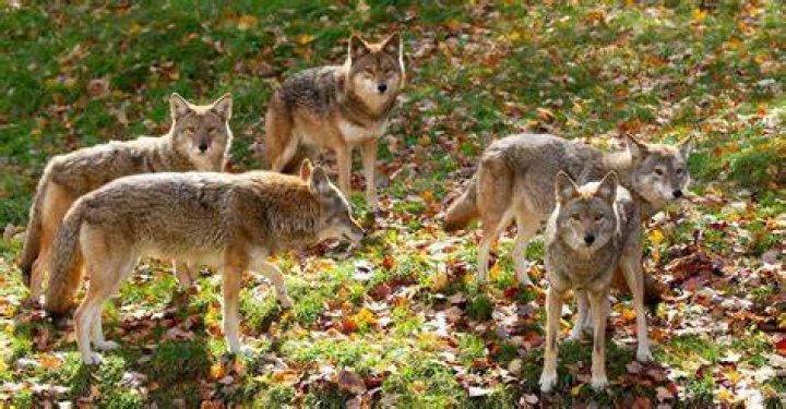 How many coyotes live in a pack?