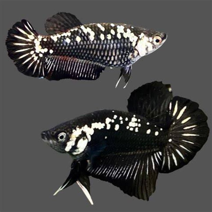 How much can you sell betta fish for?