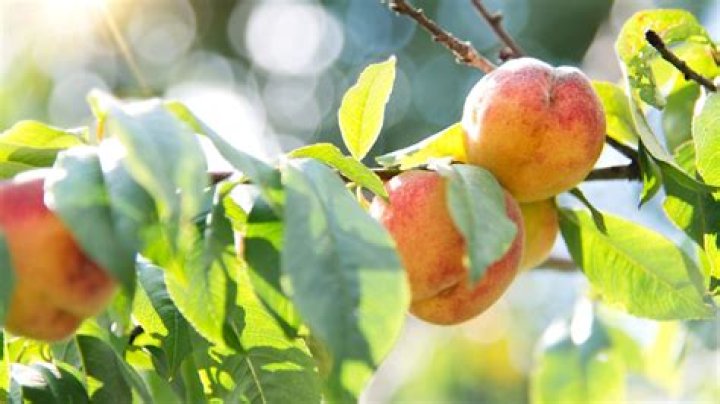 How old are peach?