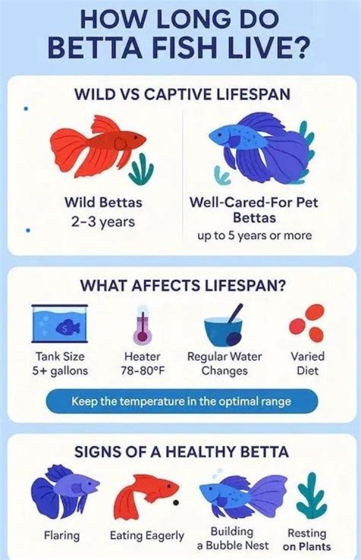 How old do betta fish live?