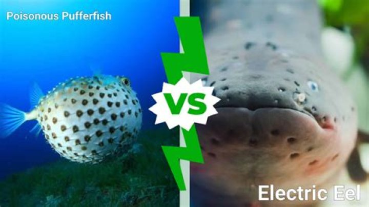 Is eel skin poisonous?