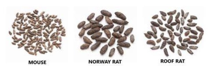 Is it mouse or rat droppings?