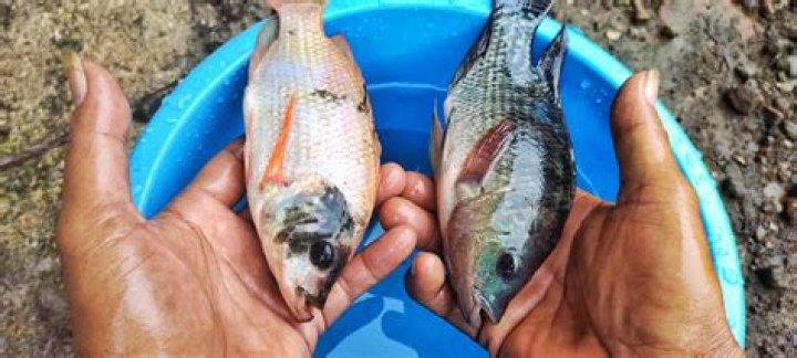 Is tilapia a real fish or man made?