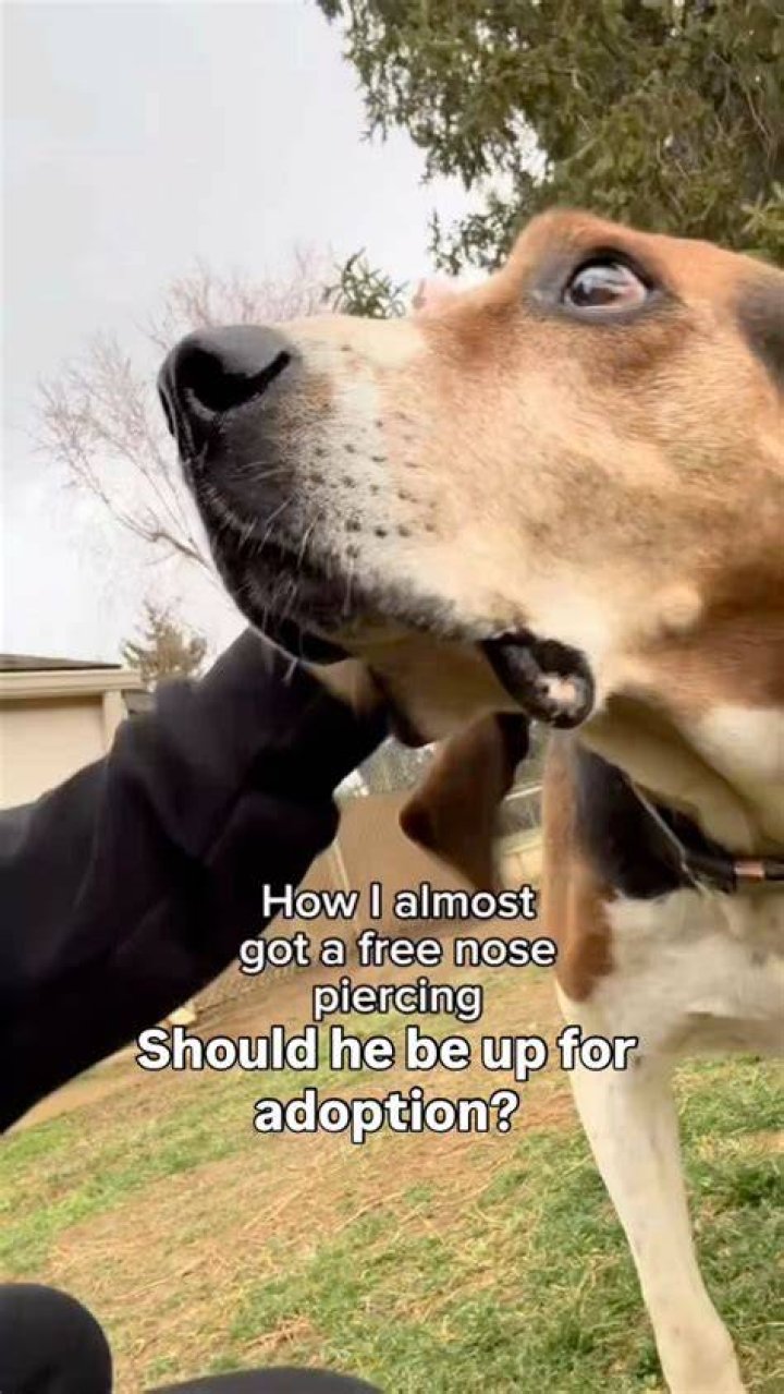 Should I let my dogs fight it out?