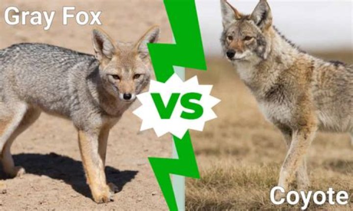 What's the difference between a kit fox and a GREY Fox?