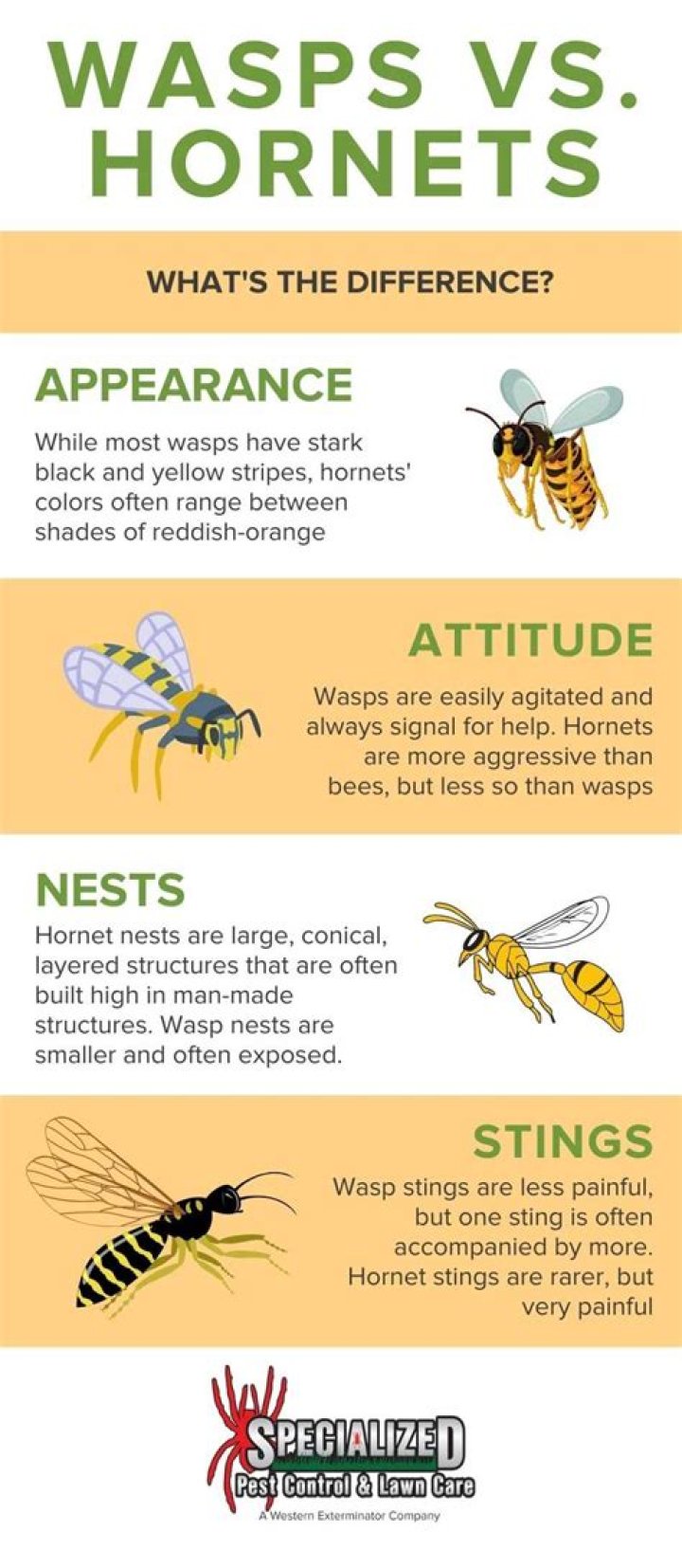 What's the difference between a wasp and a hornet?