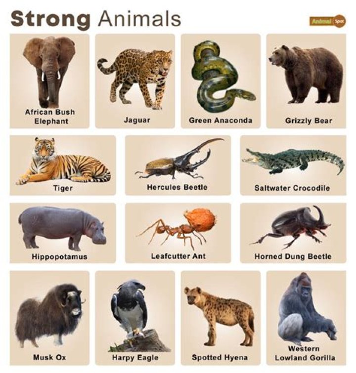 What animal has the strongest healing factor?