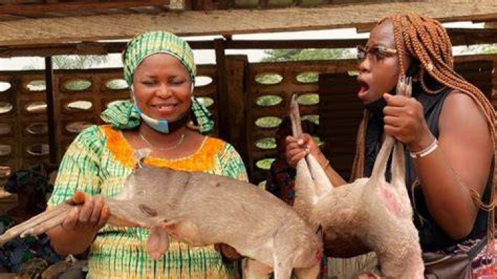 What animal is bush meat?