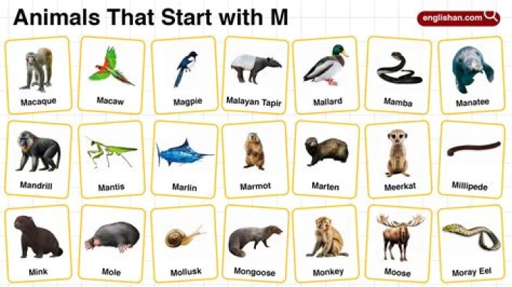 What animals begins with M?