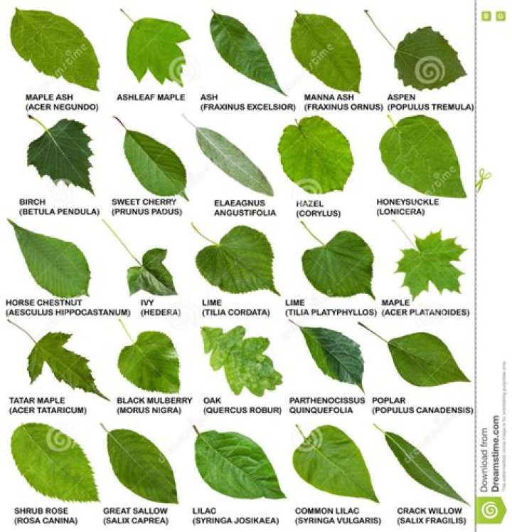 What are leaves called?