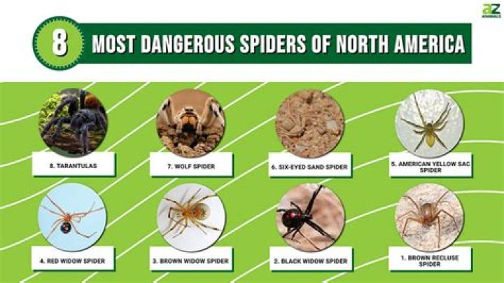 What are spiders worst enemy?