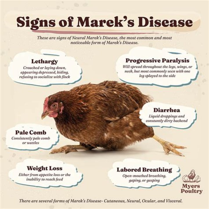 What are the symptoms of Marek's disease in chickens?