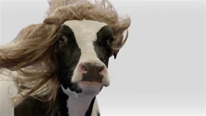 What breed is the Chick-fil-A cow?